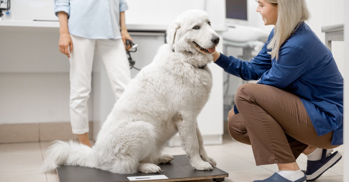 A kneeling blonde woman petting a fluffy, all-white dog. The dog is on a scale, and there's another woman in the background.