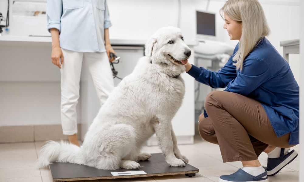 Types of Weighing Scales Used in Veterinary Offices