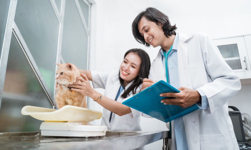 3 Reasons To Calibrate Your Veterinary Scales