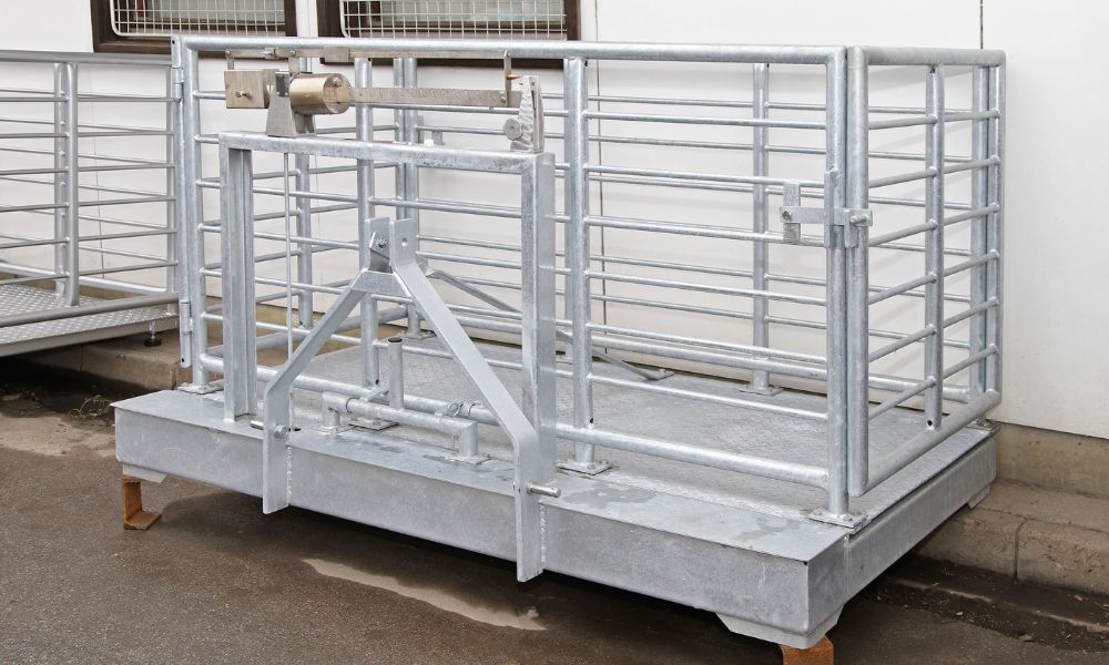 Why Owning a Livestock Scale Can Help Pinpoint Shrinkage