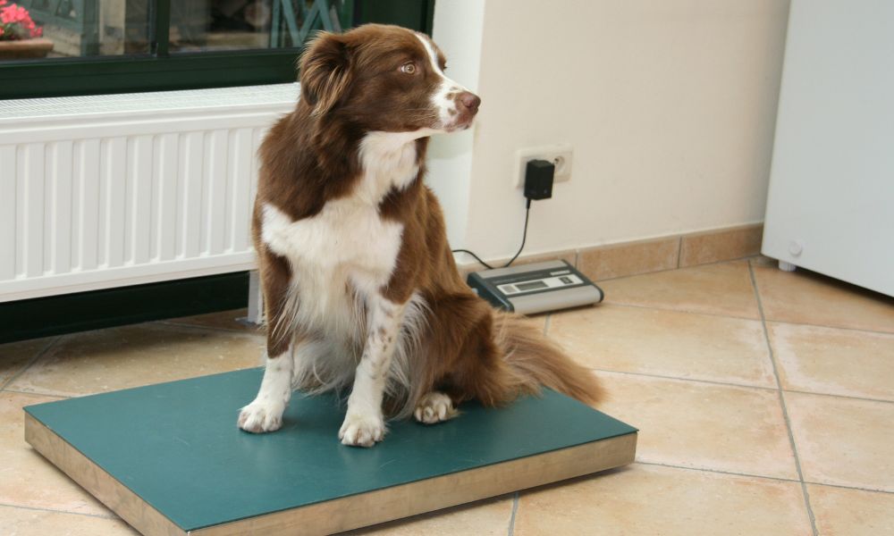 The Importance of Having Accurate Veterinary Scales