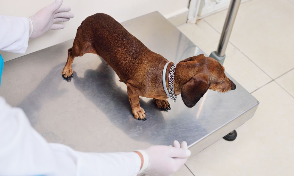 A Basic Buyer’s Guide for Veterinary Scales