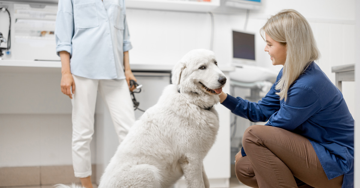 Large white dog sitting on top of a black veterinary scale inside the room of a clinic while the vet touches the dog’s neck.