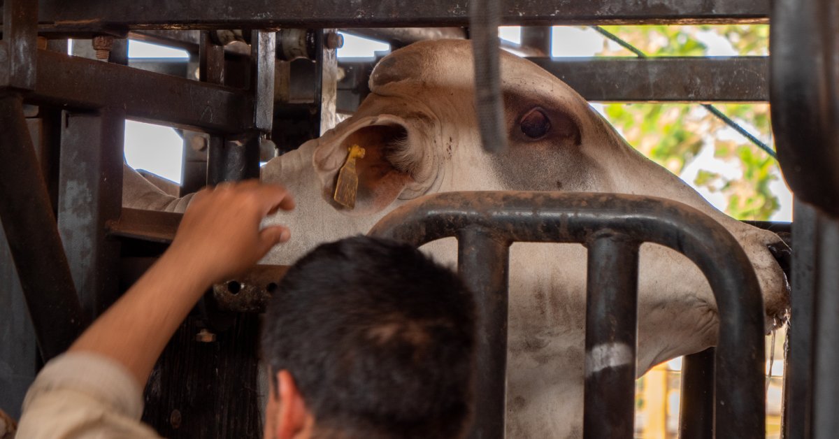 A farmer weighing a white cow inside a large metal cage. He is reaching up to hold the animal's head in place.