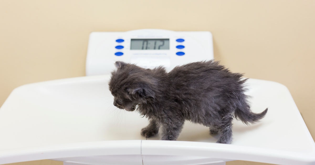 A tiny grey kitten stands on a white veterinary scale with blue buttons. The scale’s meter reads 0.12 lbs.