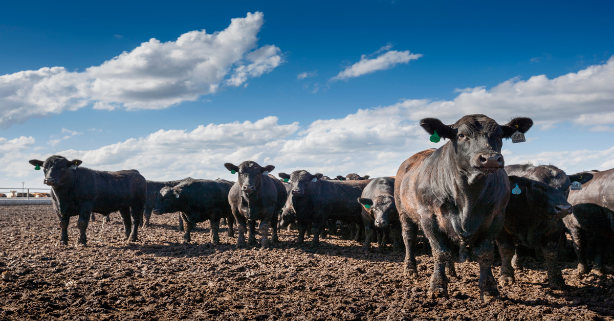 A herd of Angus Beef cattle stands outside in a dirt field with blue skies and white clouds overhead.