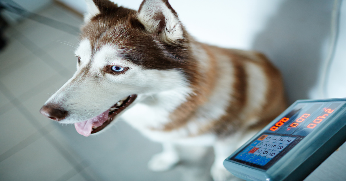 A brown and white Siberian Husky with blue eyes sits on a veterinary floor scale at a clinic. The monitor reads 24 pounds.