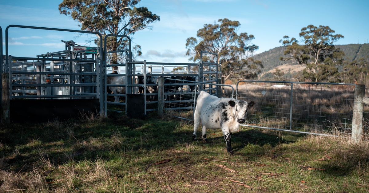 A young cow walking next to a fence. Behind the cow is a herd of cattle inside a fenced area next to a livestock scale.