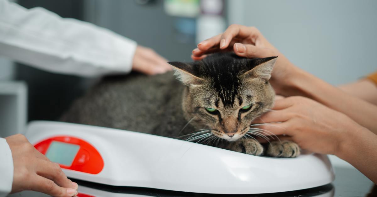 Two veterinarians gently petting a cat in their office. The cat is lying down on a small white scale.