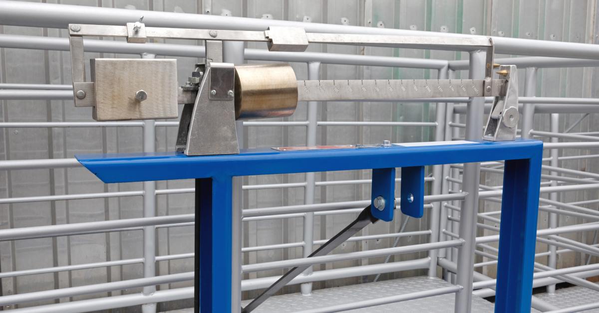 A close-up of a large silver livestock scale with a blue metal frame holding the scale's beam balance on the front.